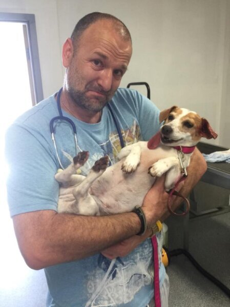 Pet sitter gently caring for a dog and cat at home