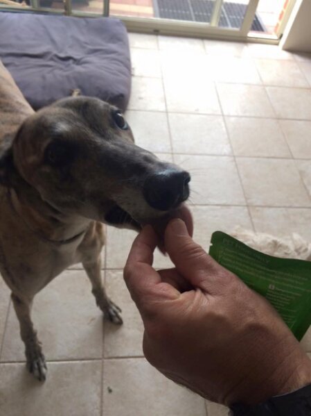 Pet carer gently giving medication to a calm pet