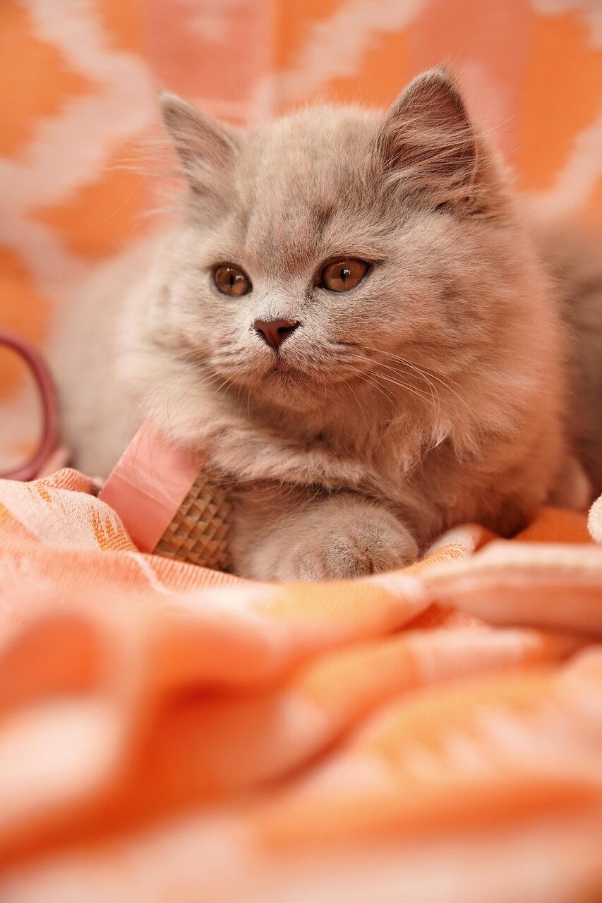 Shy cat peeking out from a hiding place